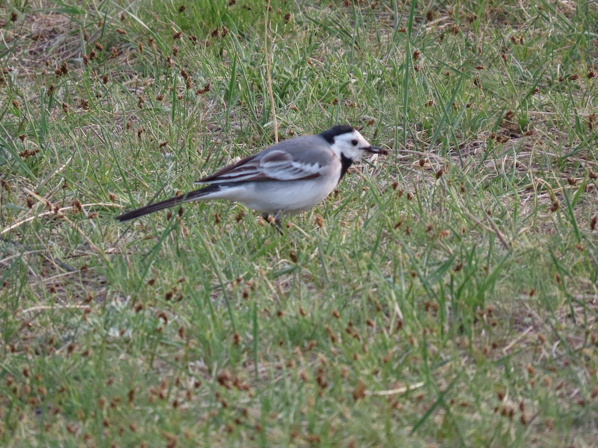 White Wagtail (Transbaikalian) - ML620526751