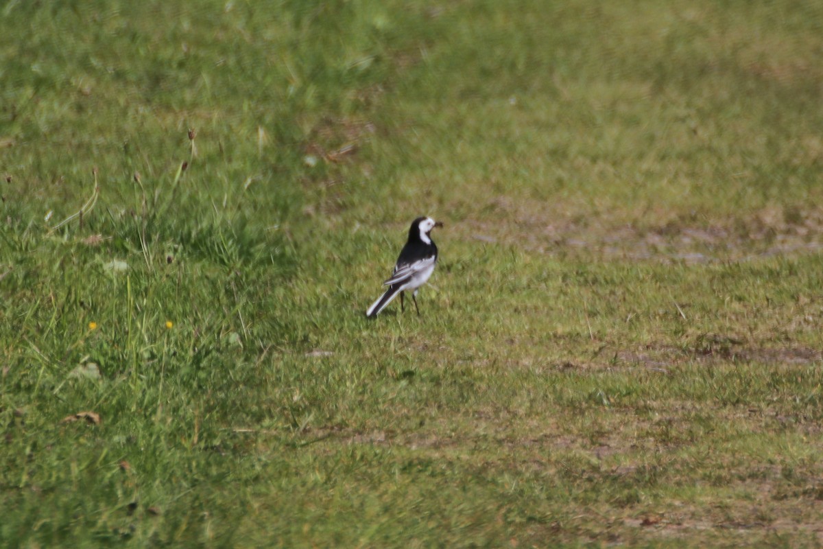 White Wagtail (British) - James Lambert