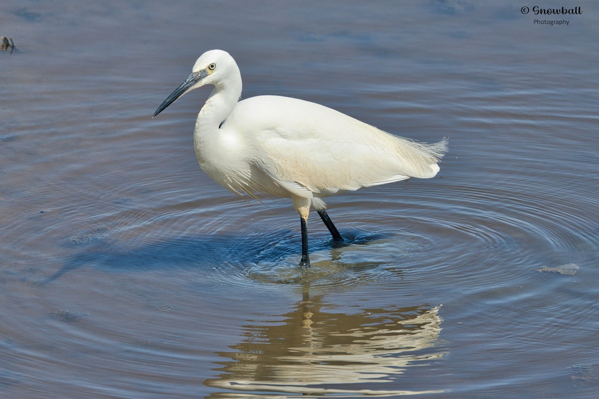 Little Egret - ML620526754