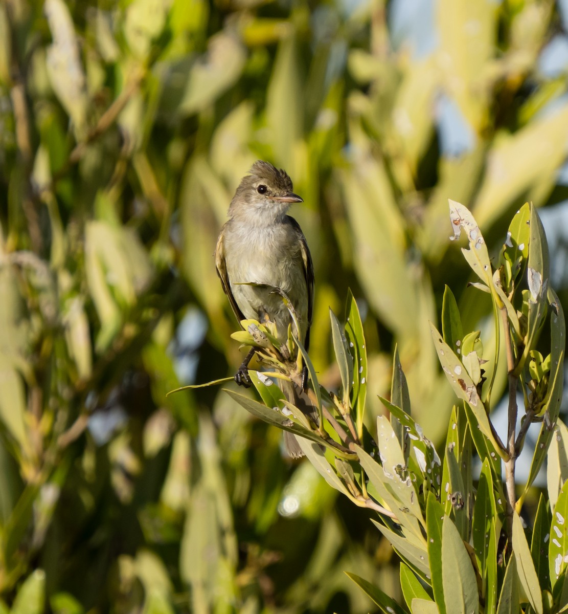 Caribbean Elaenia - ML620526757