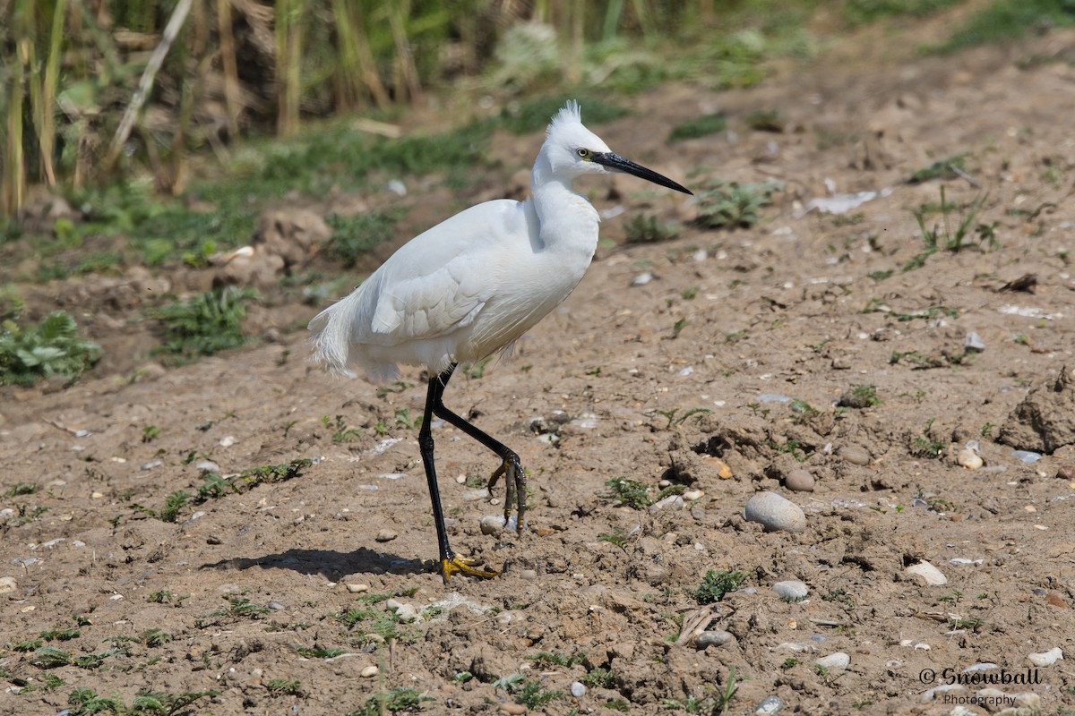 Little Egret - ML620526758