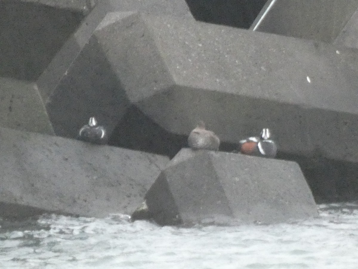 Harlequin Duck - ML620526759