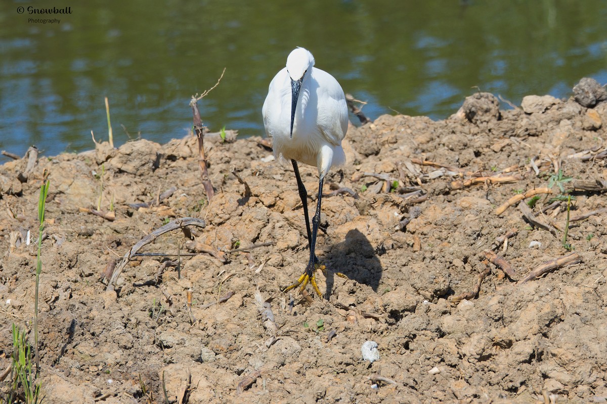 Little Egret - ML620526761