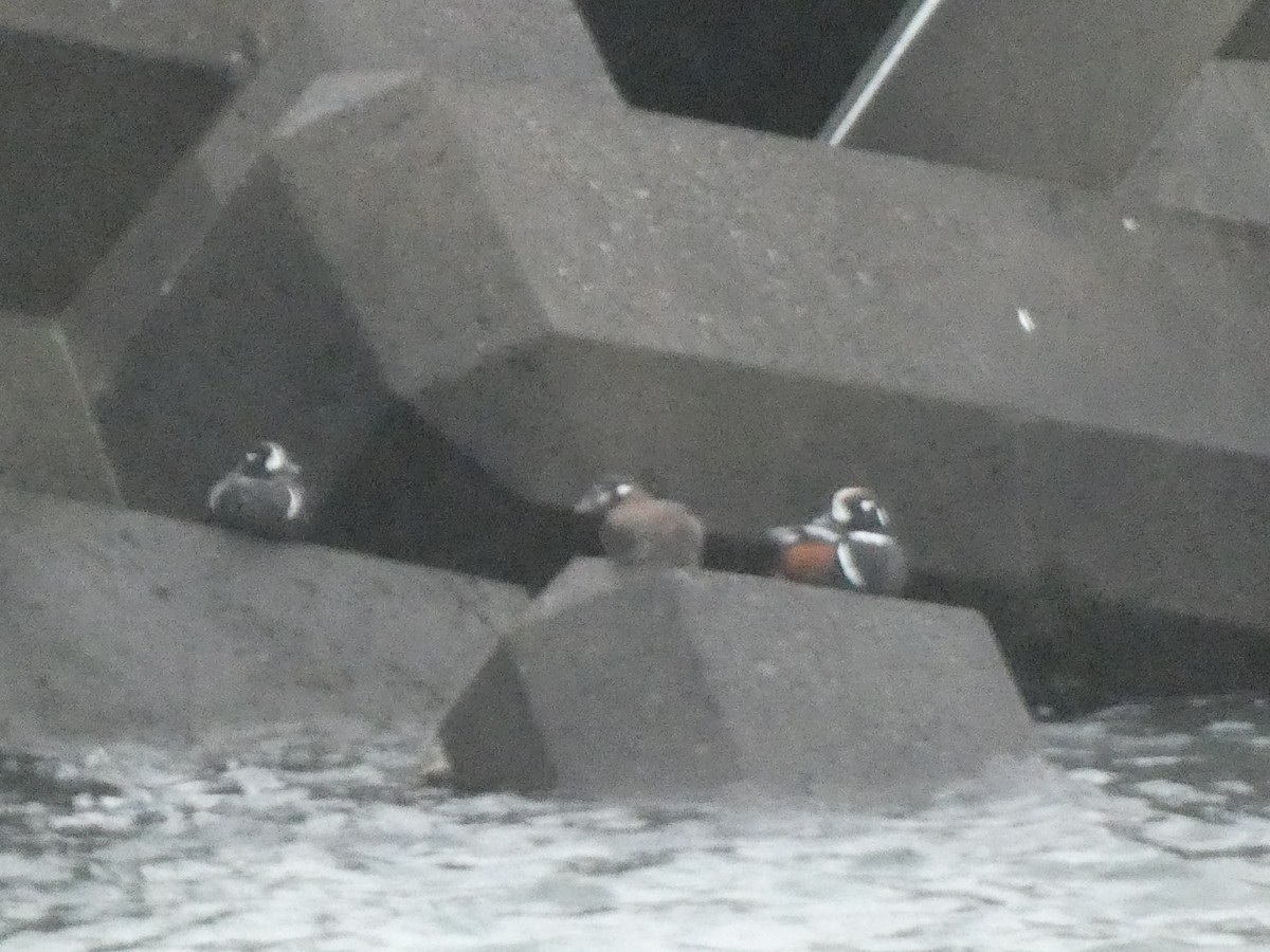 Harlequin Duck - ML620526762