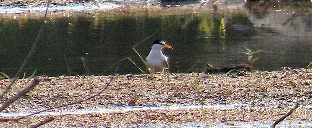 Least Tern - ML620526763