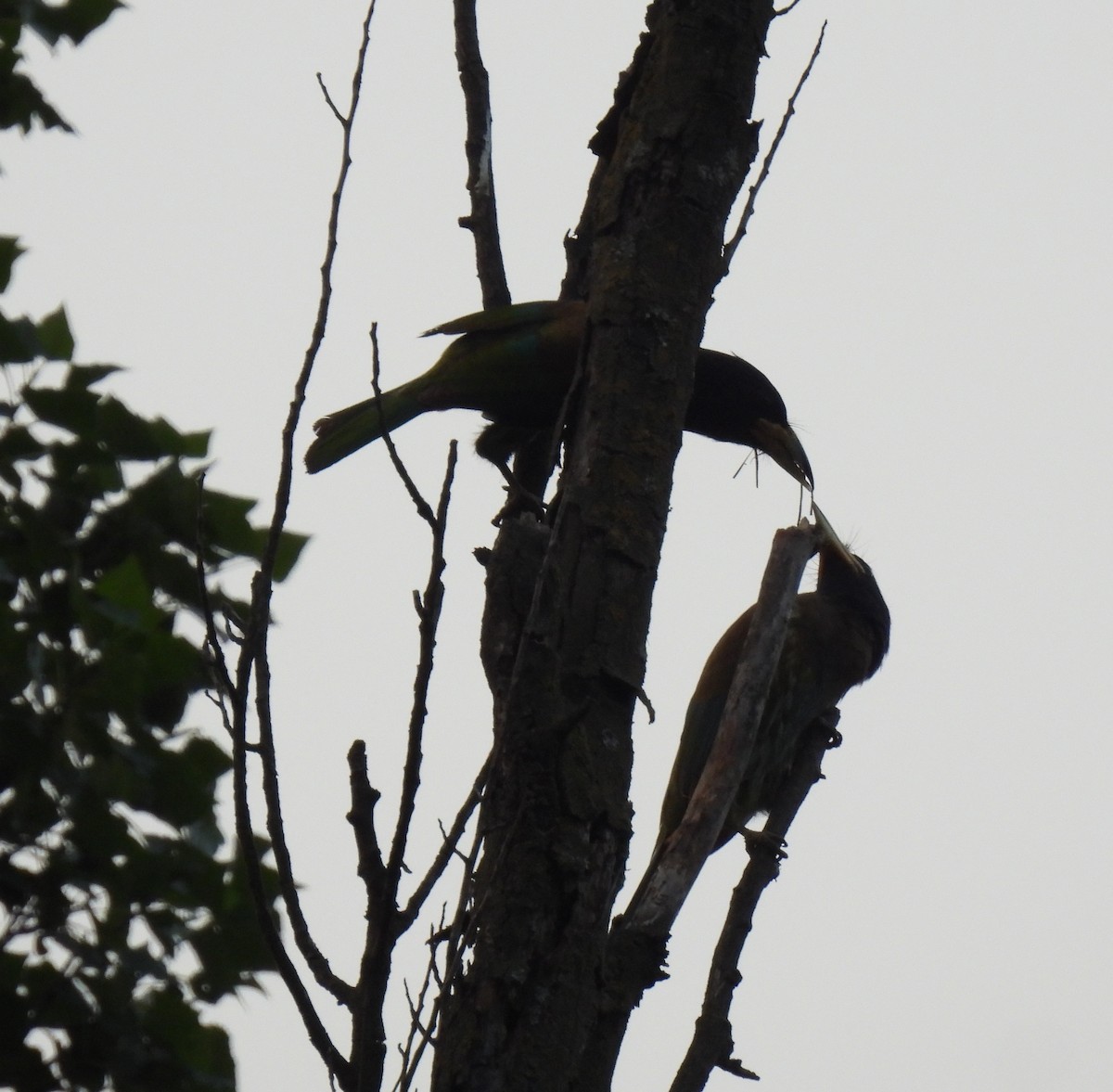 Great Barbet - ML620526767