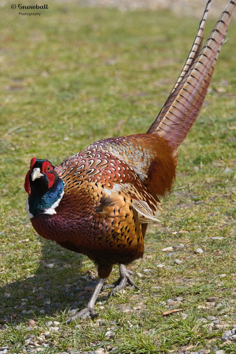 Ring-necked Pheasant - Martin Snowball