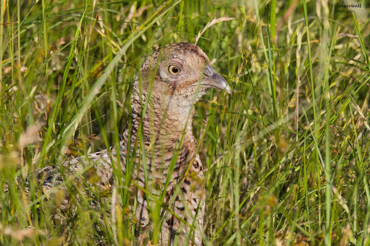 Ring-necked Pheasant - Martin Snowball