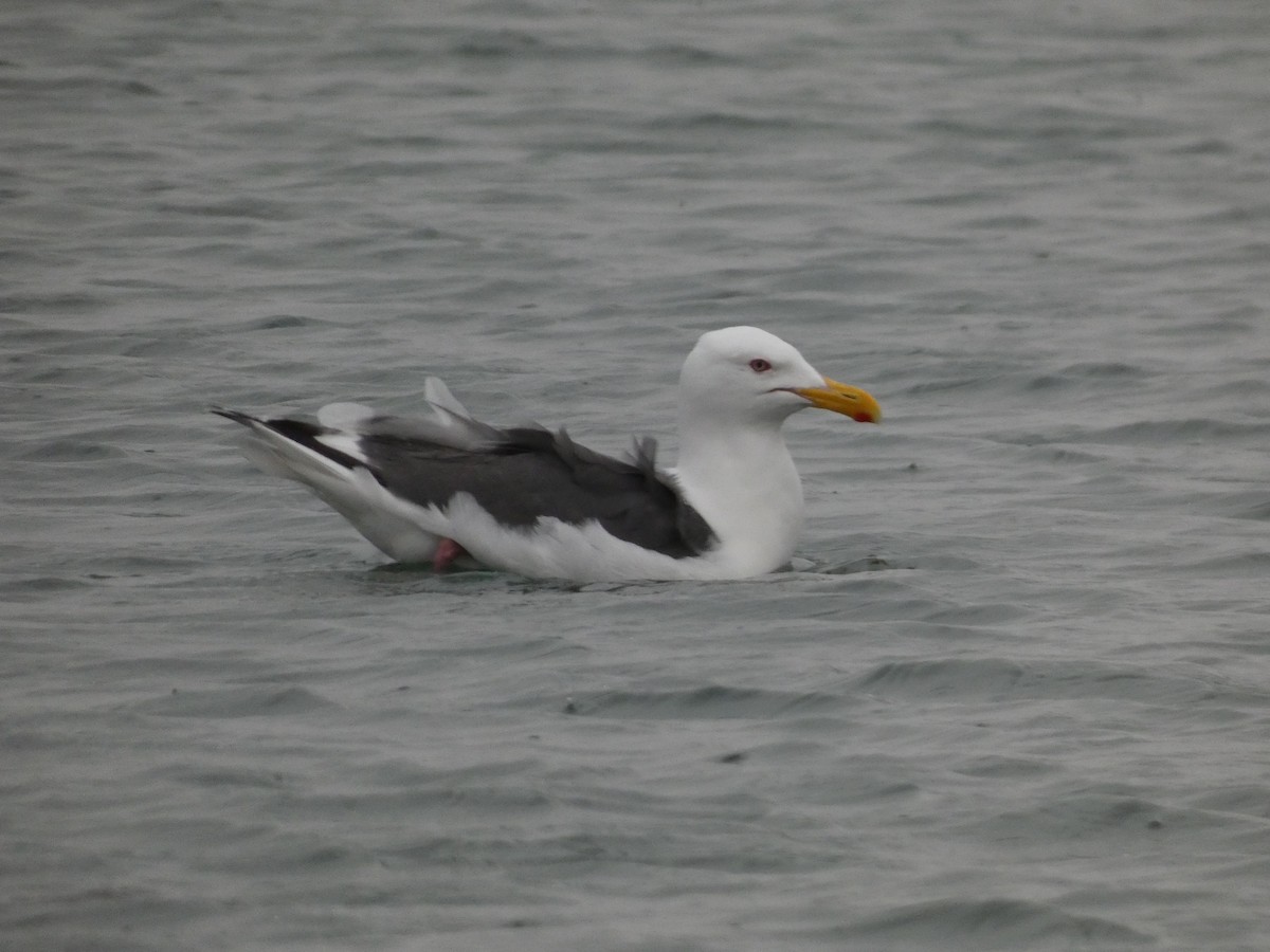 Slaty-backed Gull - ML620526780