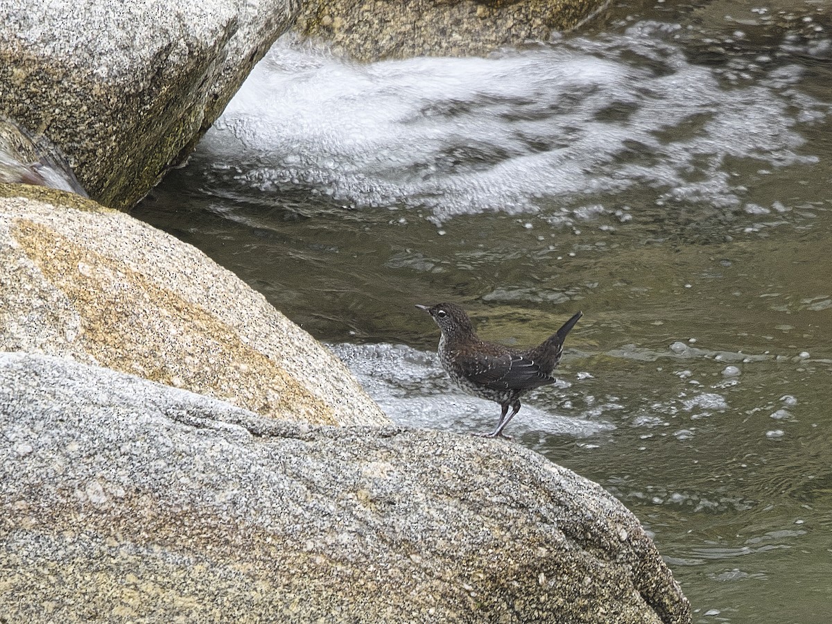 Brown Dipper - ML620526784