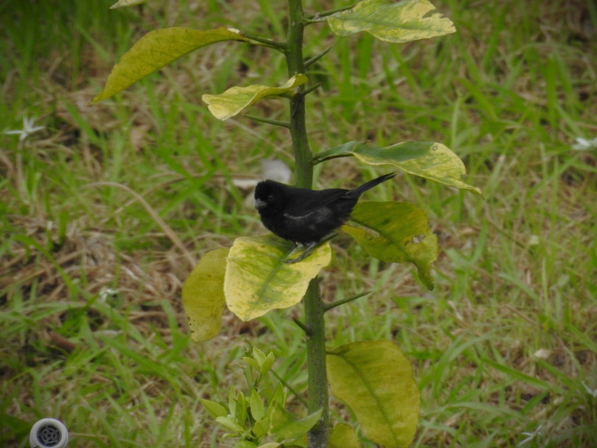 Variable Seedeater - ML620526785