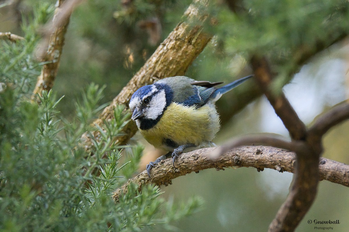 Eurasian Blue Tit - ML620526793