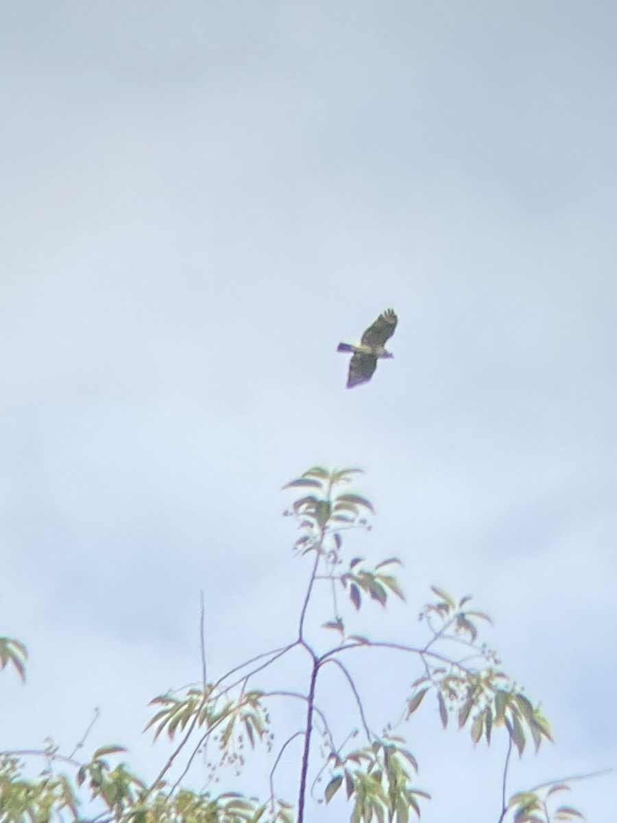 Red-tailed Hawk - Monica Powers