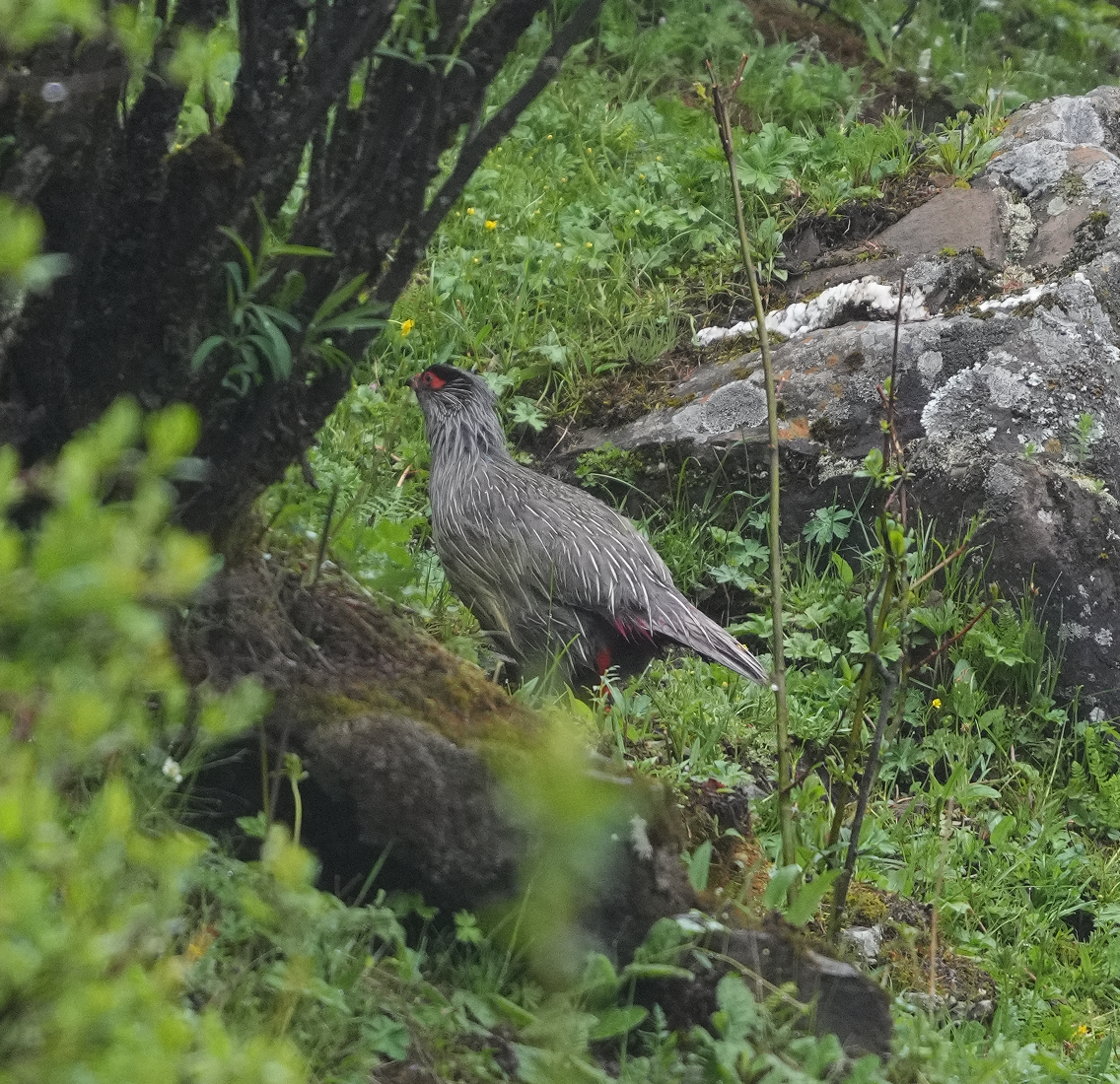 Blood Pheasant - ML620526796