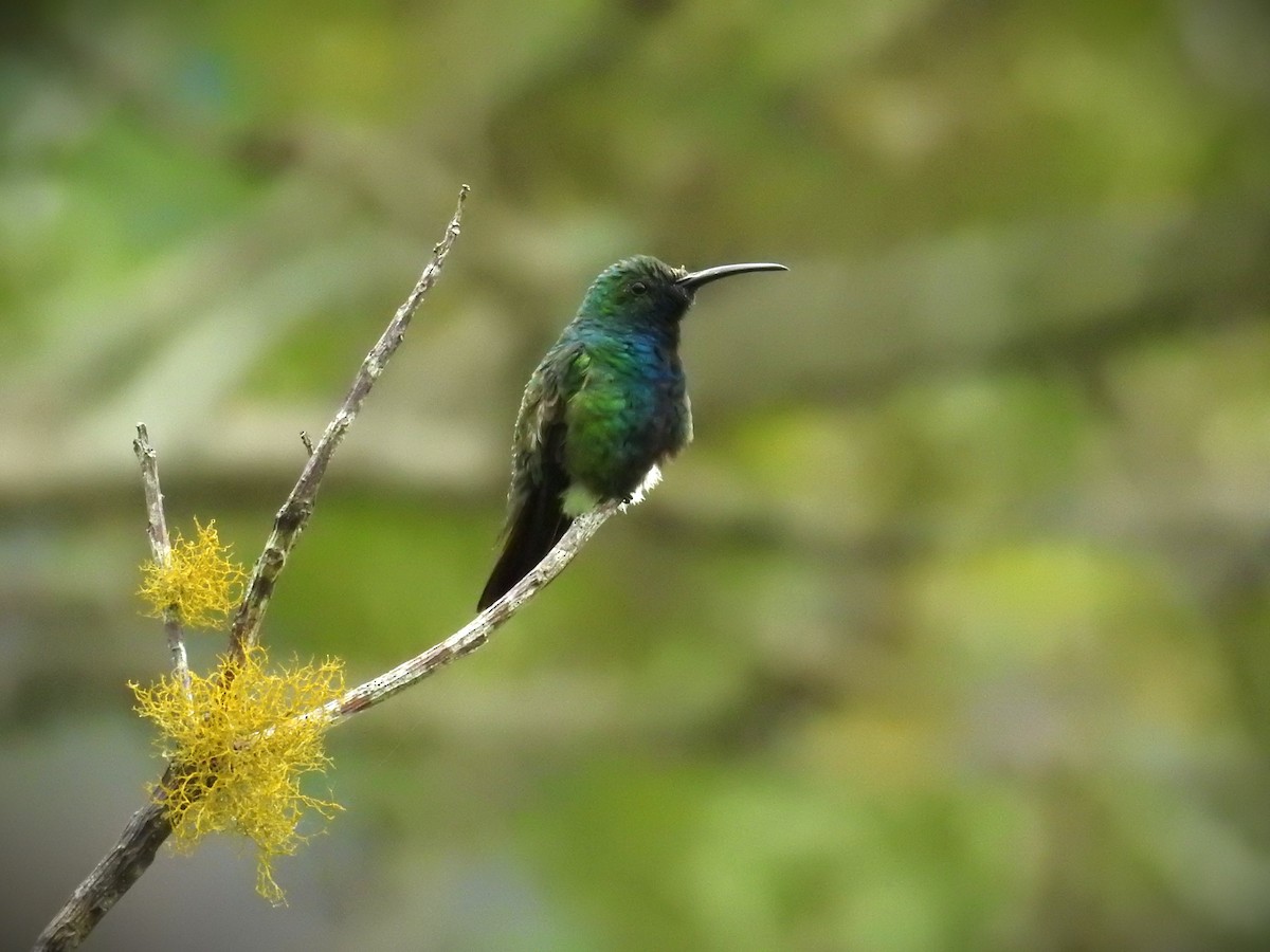 Green-breasted Mango - ML620526799