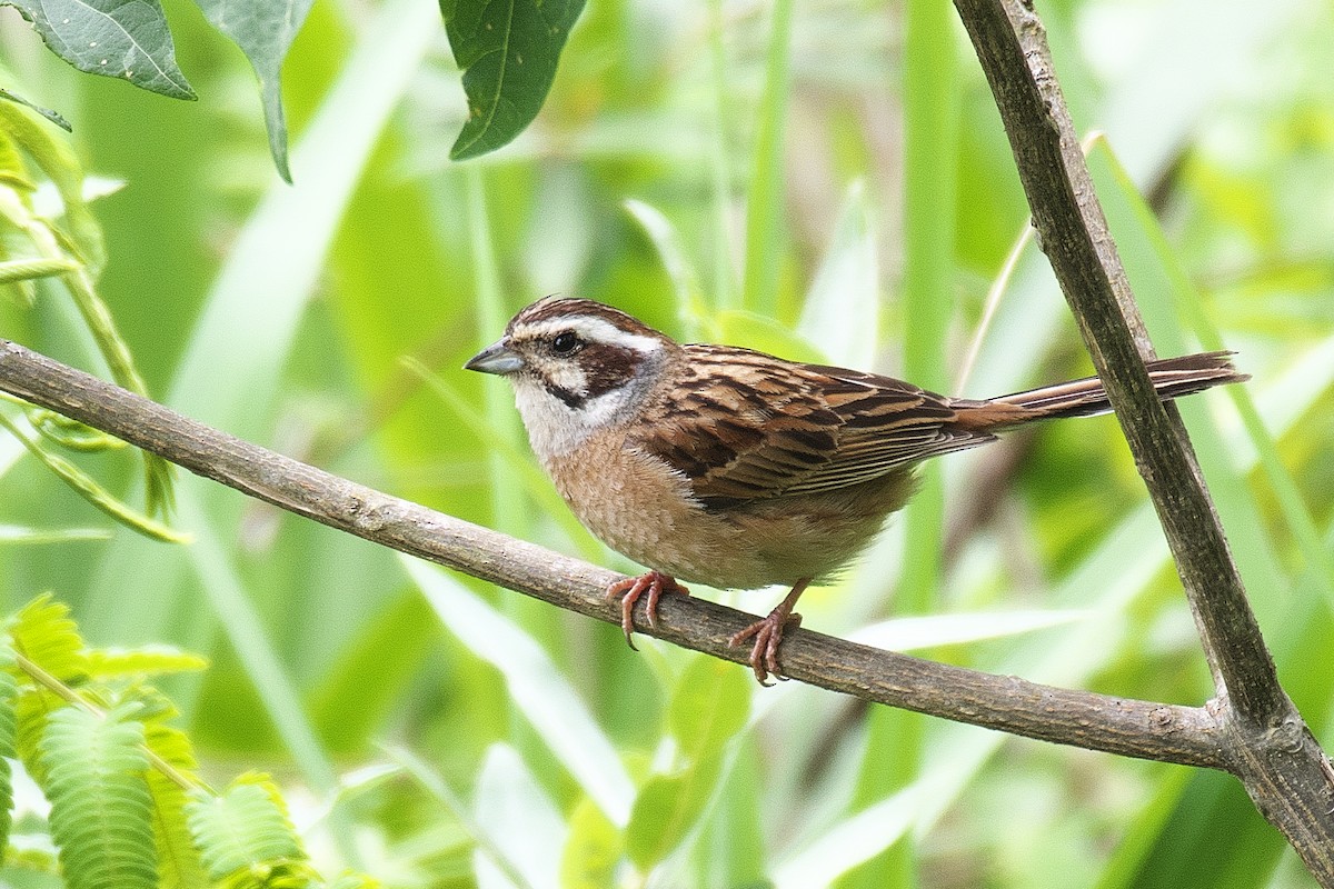 Meadow Bunting - ML620526800