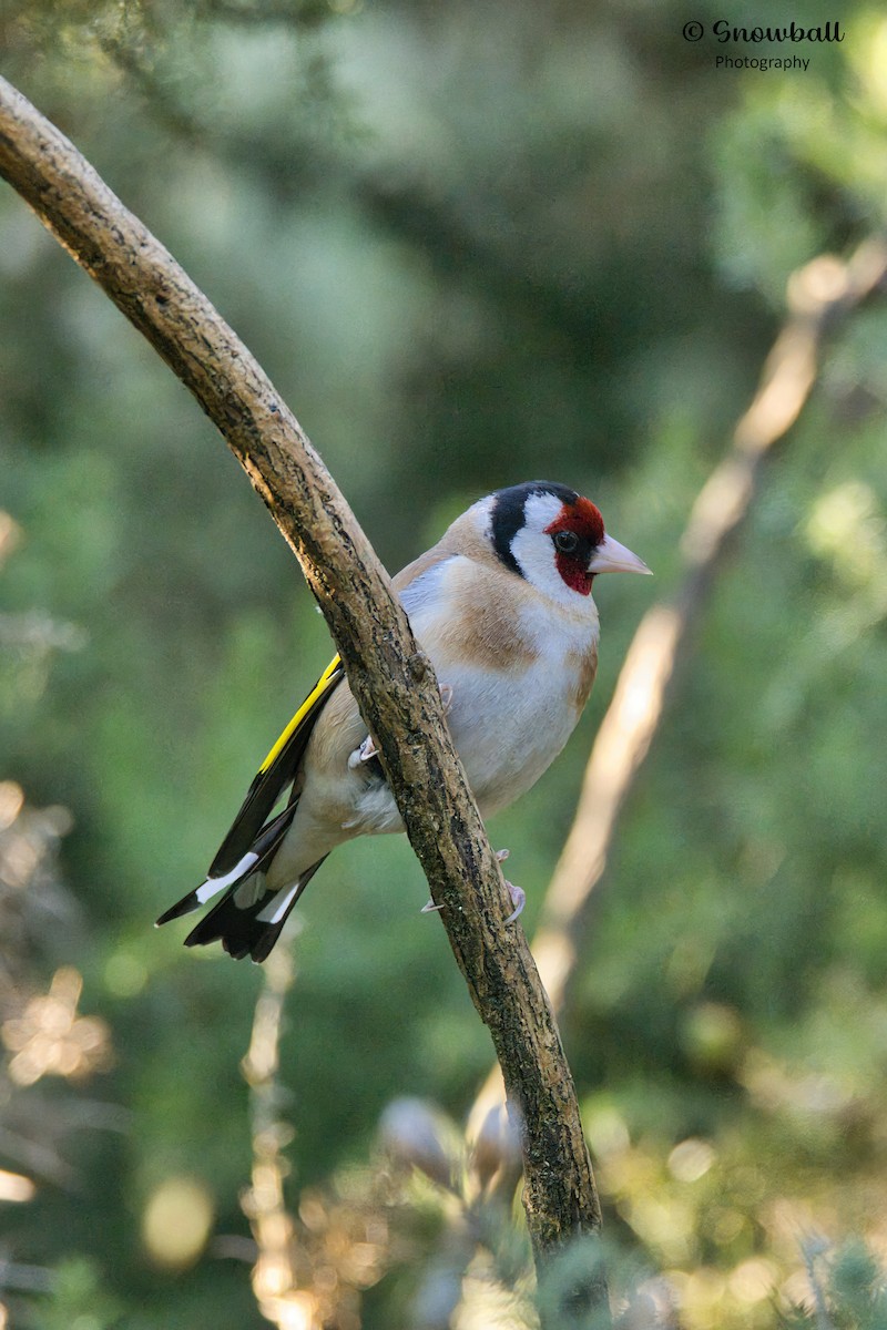 European Goldfinch - ML620526802