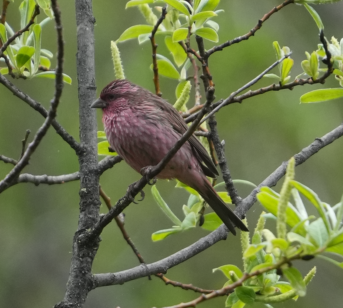 Pink-rumped Rosefinch - ML620526808