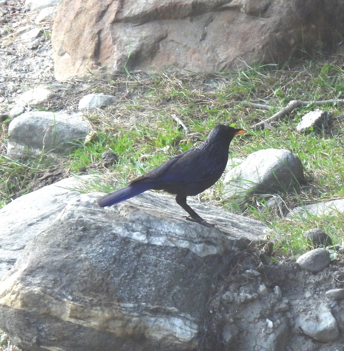 Blue Whistling-Thrush - ML620526810