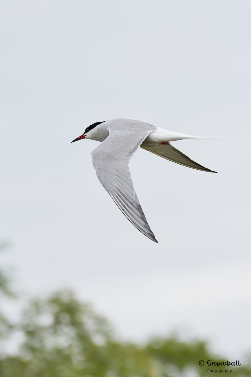 Common Tern - ML620526811