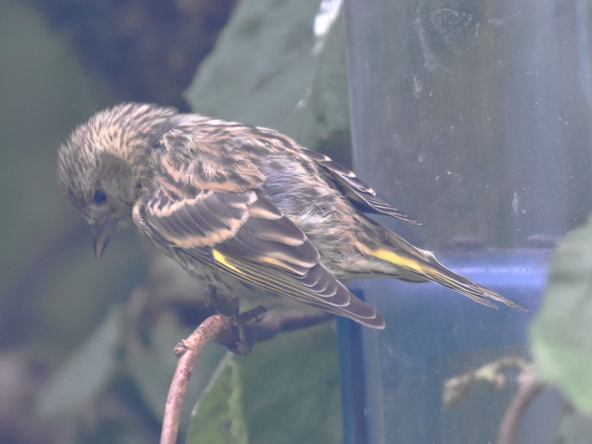 Pine Siskin - ML620526812