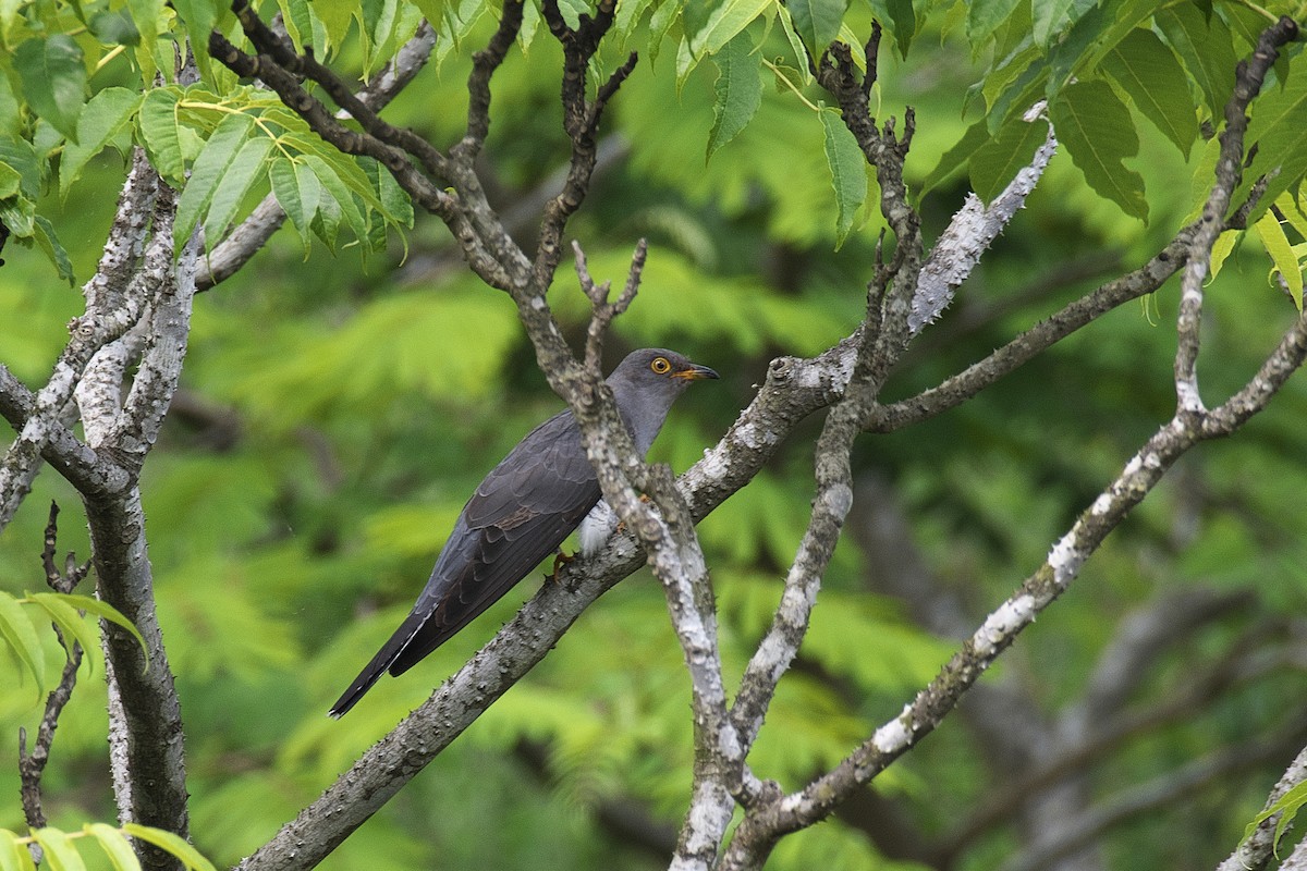 Common Cuckoo - Kan Tojima