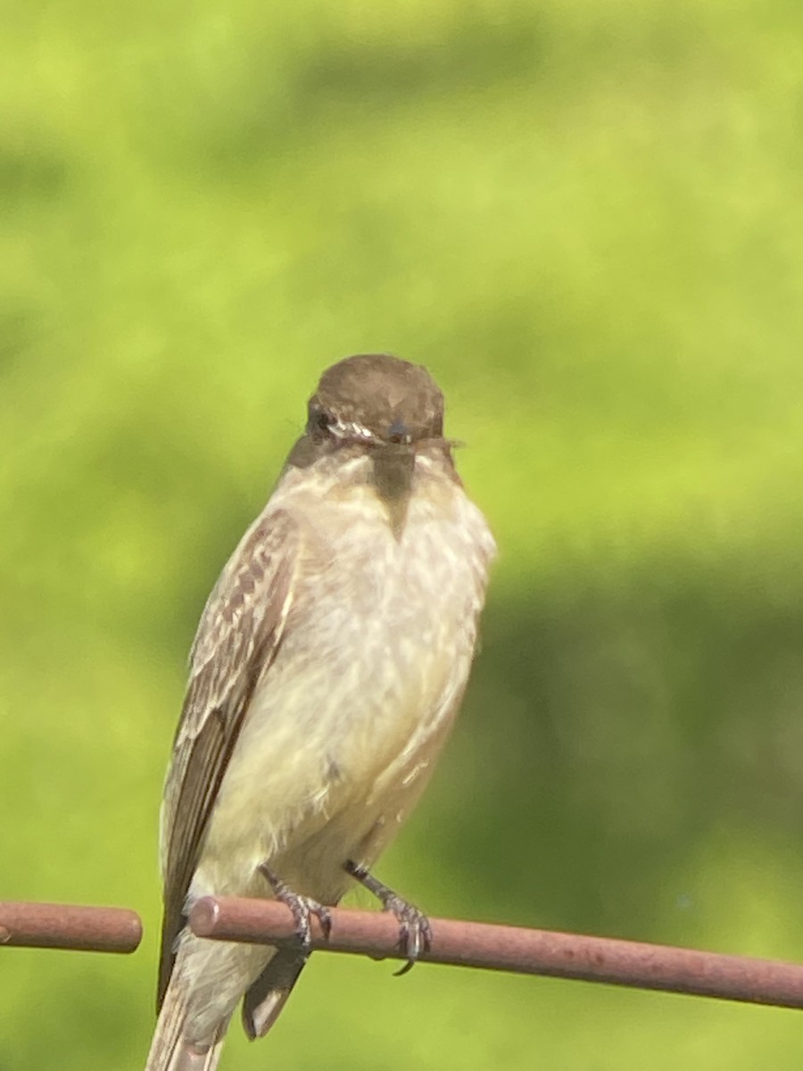 Eastern Phoebe - ML620526817