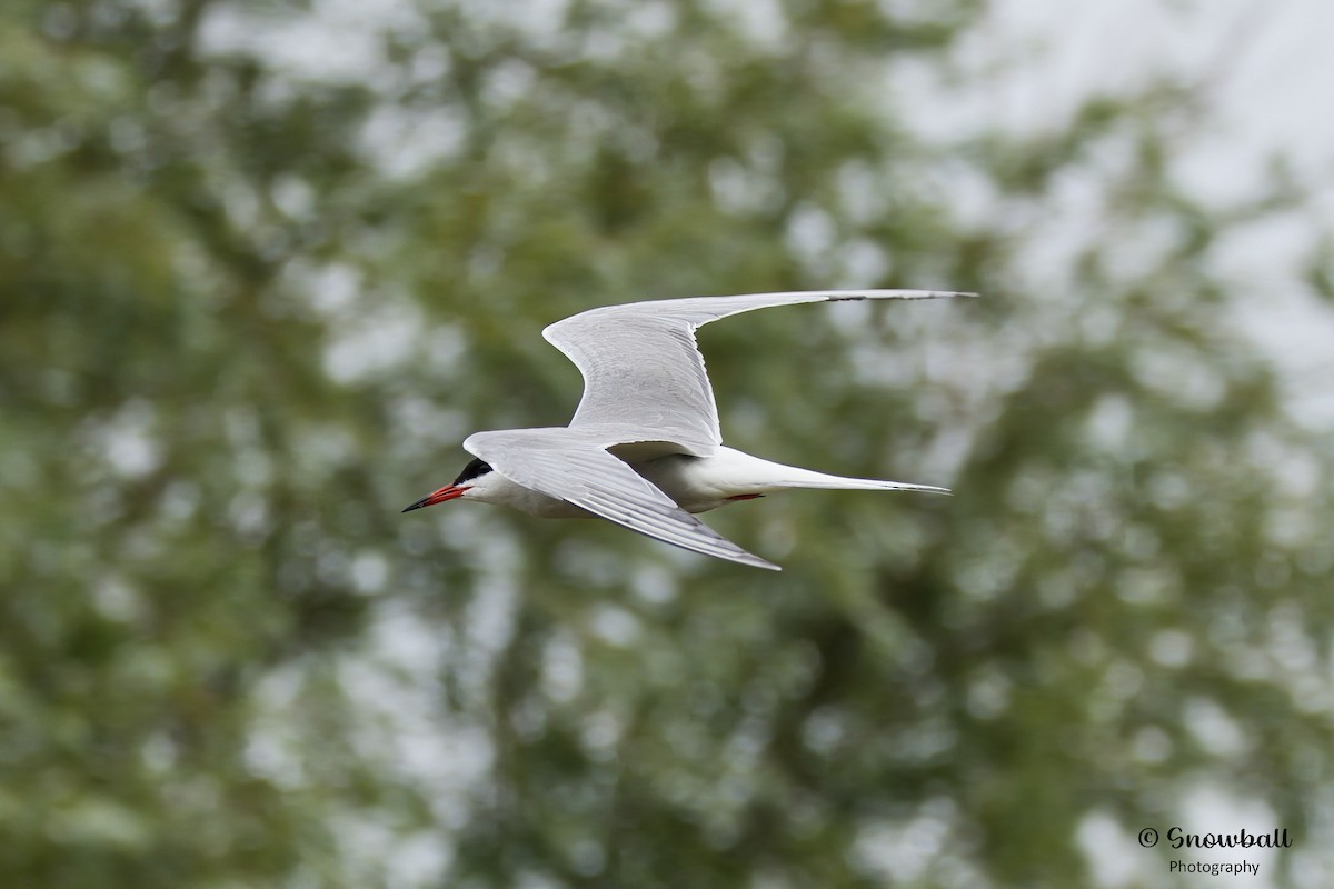 Common Tern - ML620526818