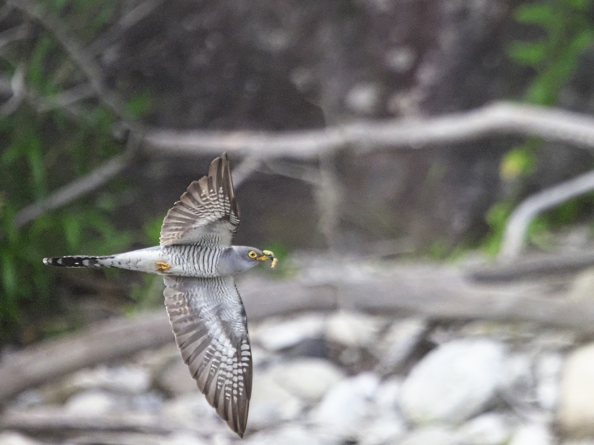 Common Cuckoo - ML620526820