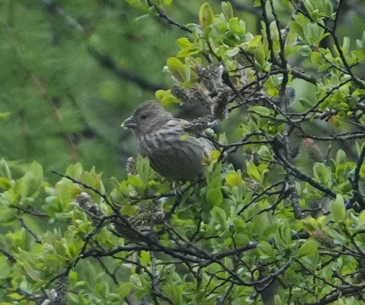 Pink-rumped Rosefinch - ML620526822