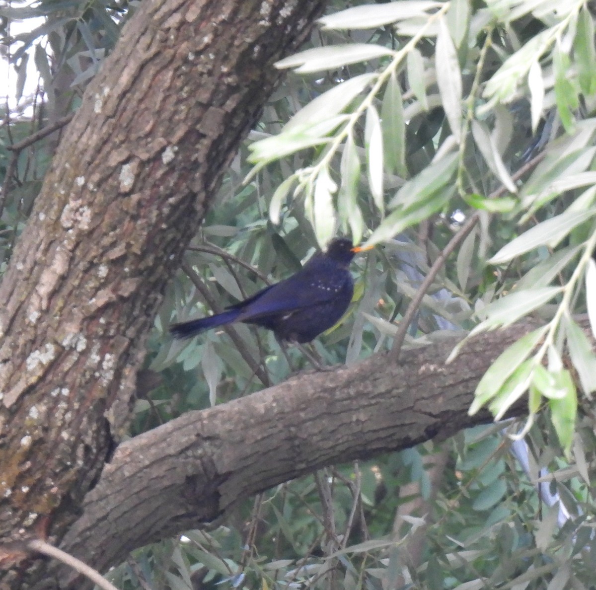 Blue Whistling-Thrush - ML620526823