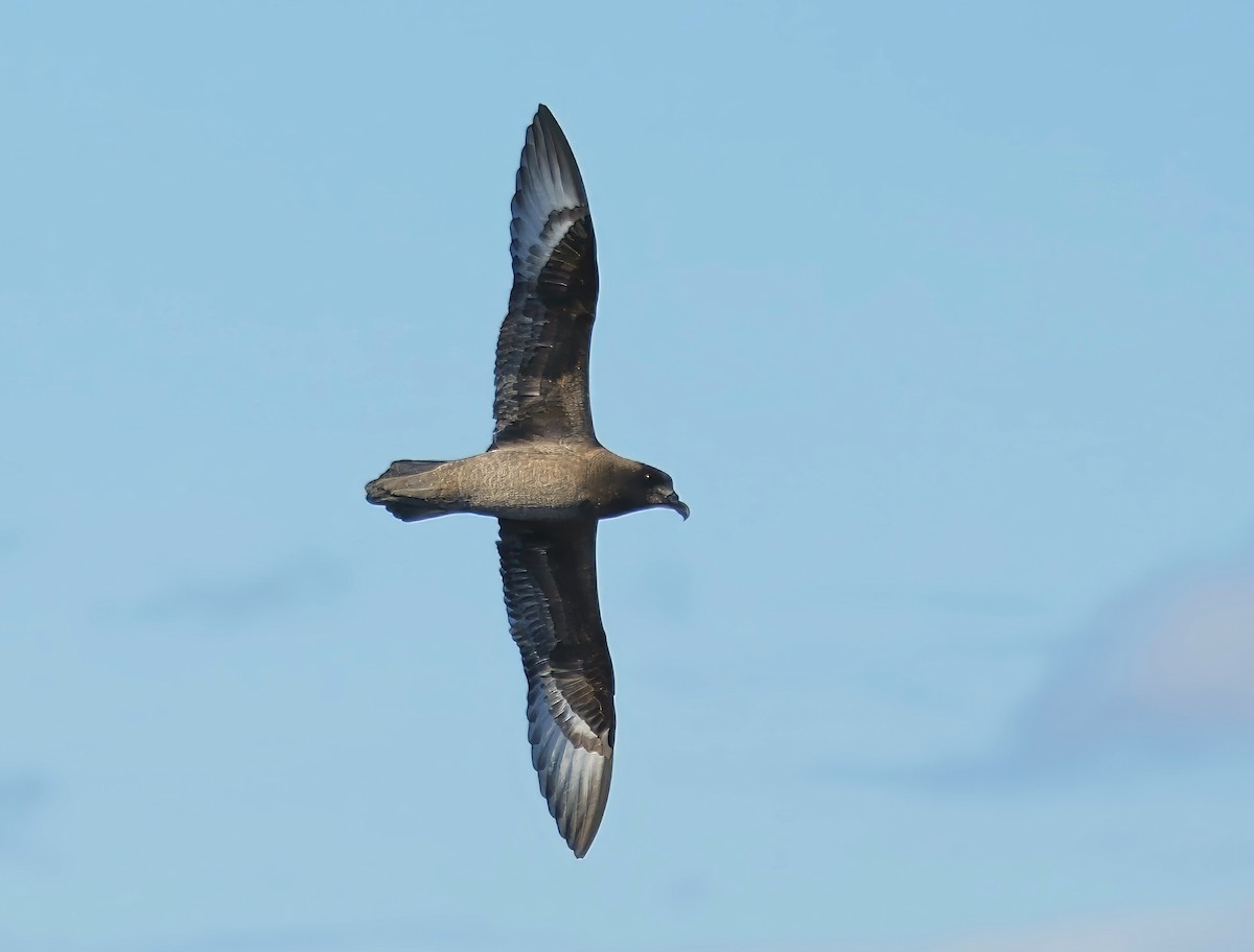 Petrel de Solander - ML620526825