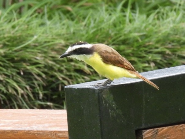 Great Kiskadee - ML620526826