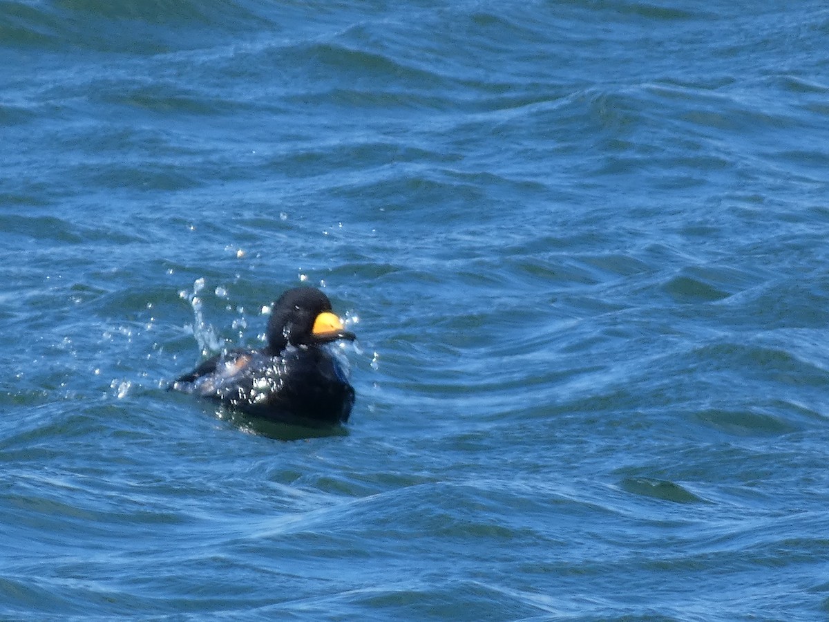 Black Scoter - ML620526827