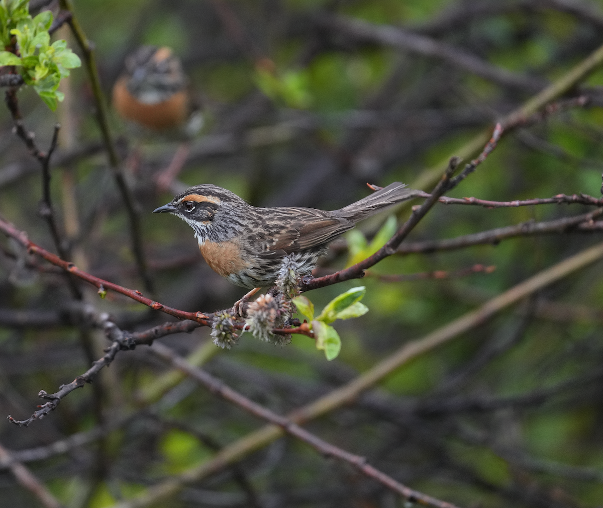 Rufous-breasted Accentor - ML620526828