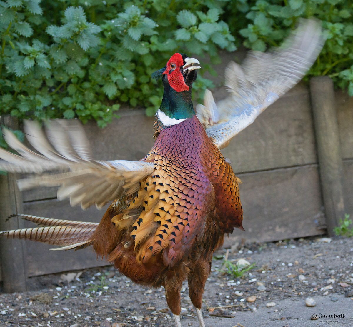 Ring-necked Pheasant - ML620526829