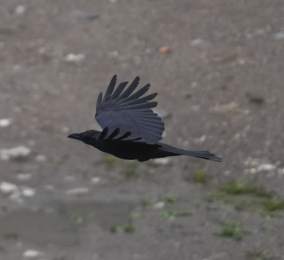 Large-billed Crow (Large-billed) - ML620526830