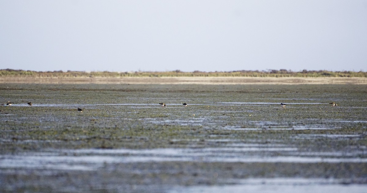 Ruddy Turnstone - ML620526834