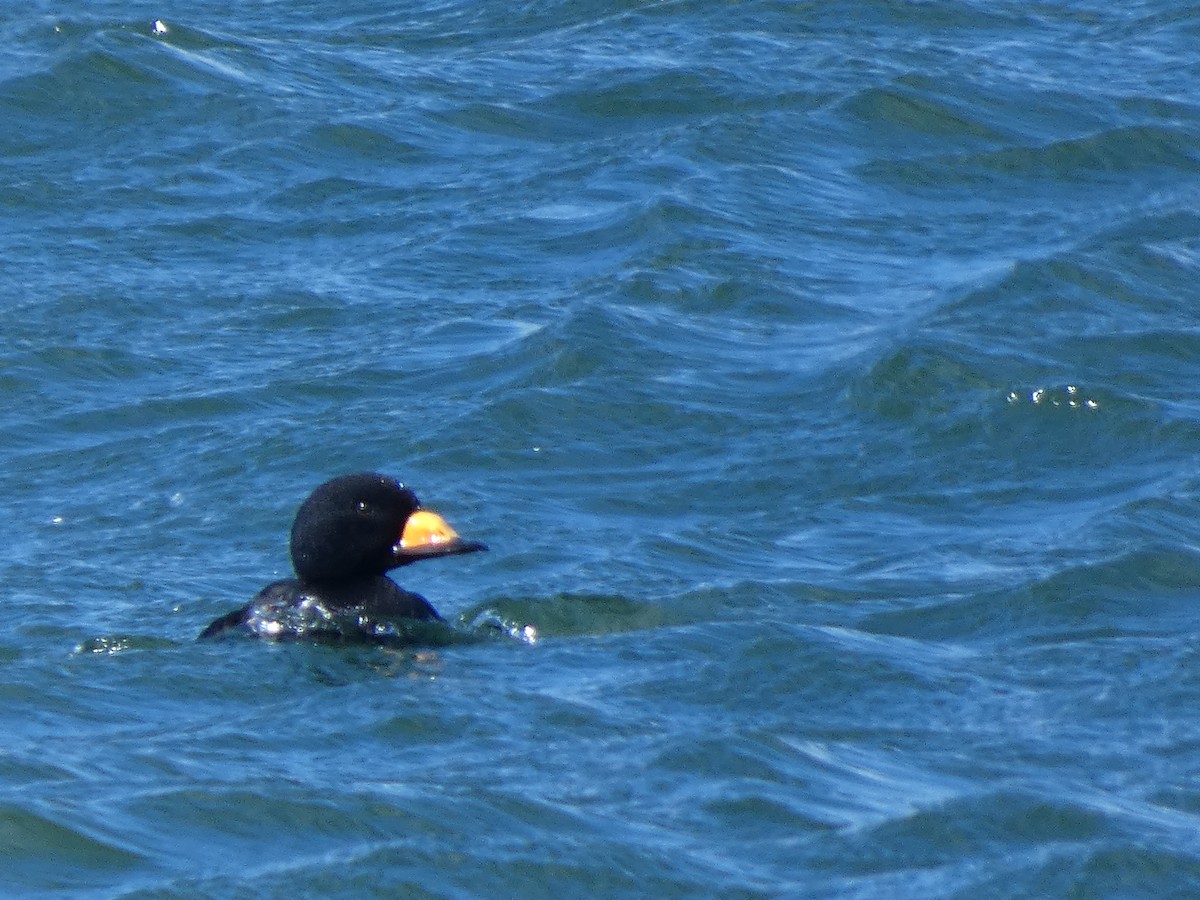 Black Scoter - ML620526835