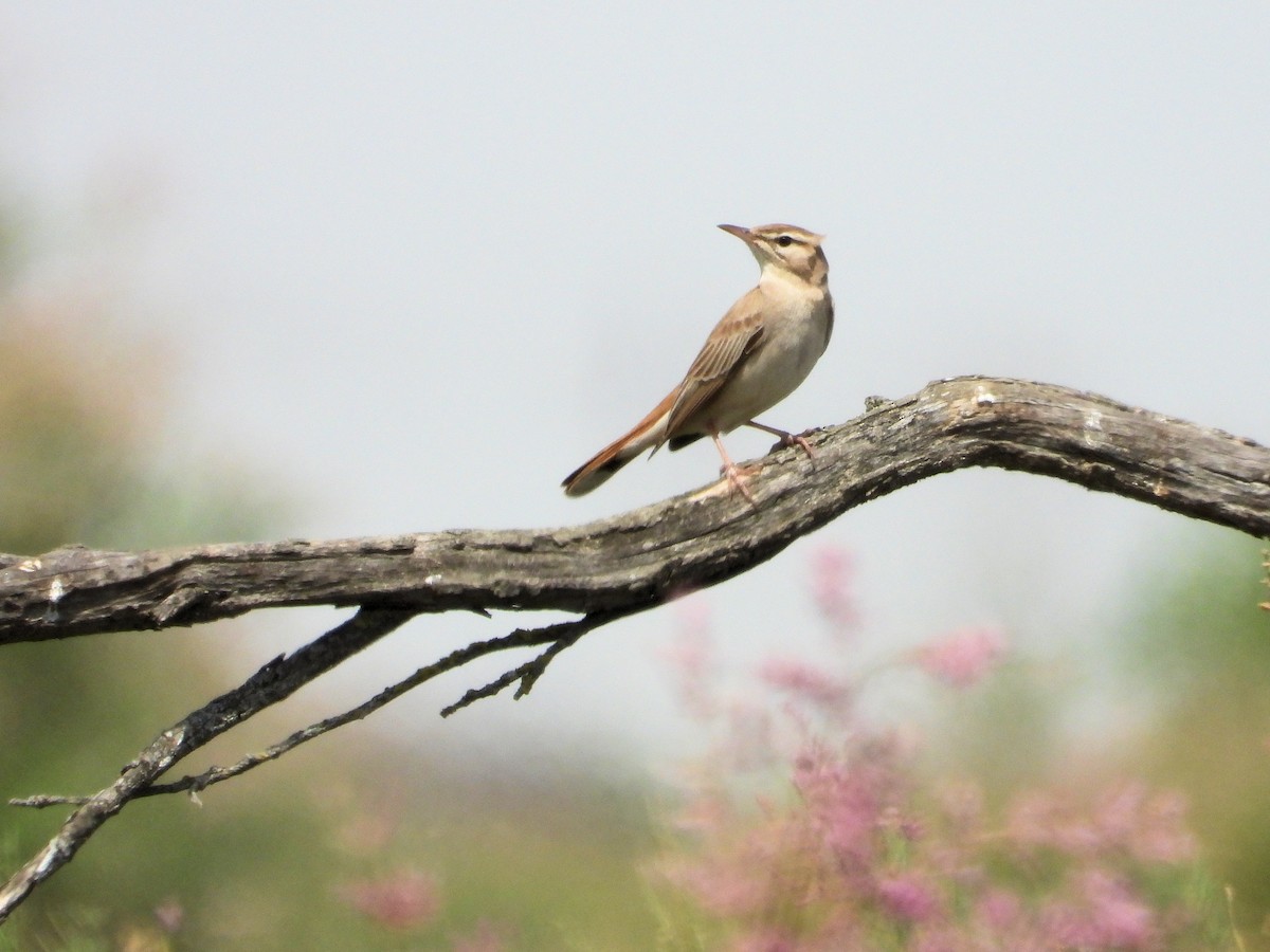 Rufous-tailed Scrub-Robin - ML620526837