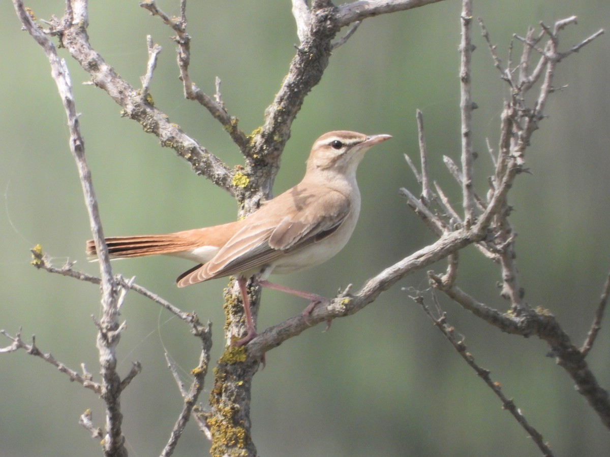 Rufous-tailed Scrub-Robin - ML620526848