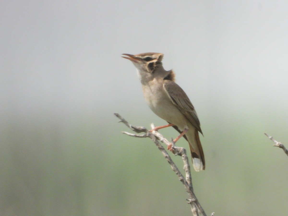 Rufous-tailed Scrub-Robin - ML620526854