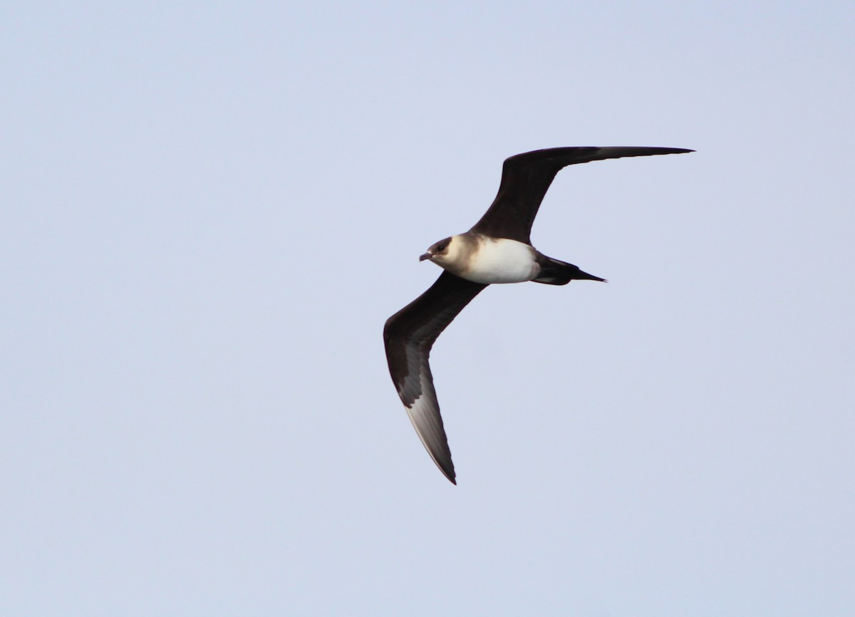 Parasitic Jaeger - ML620526855