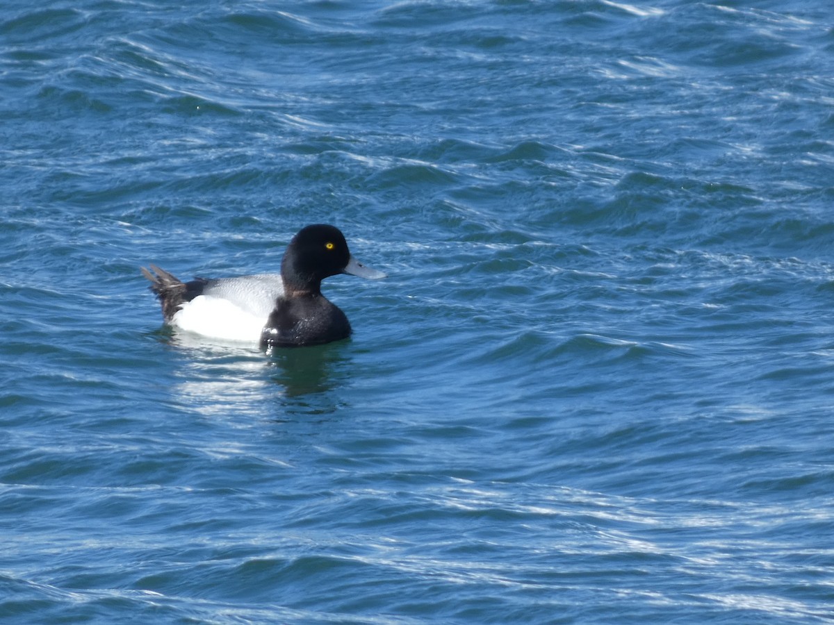 Greater Scaup - ML620526858