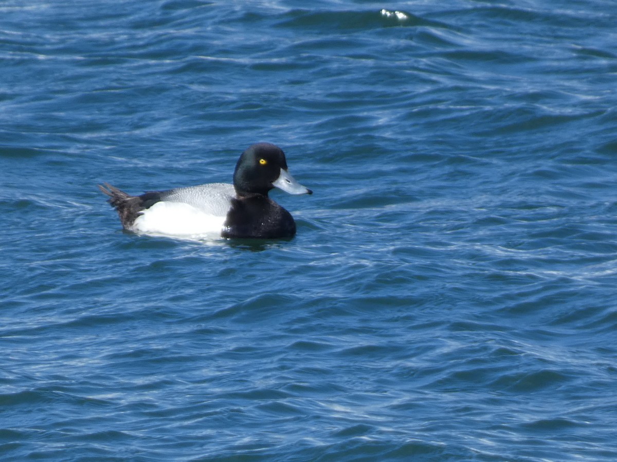 Greater Scaup - ML620526864