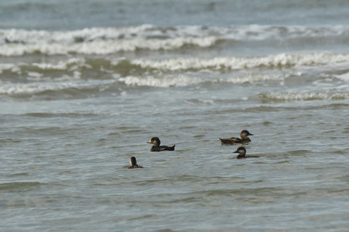 Black Scoter - ML620526866