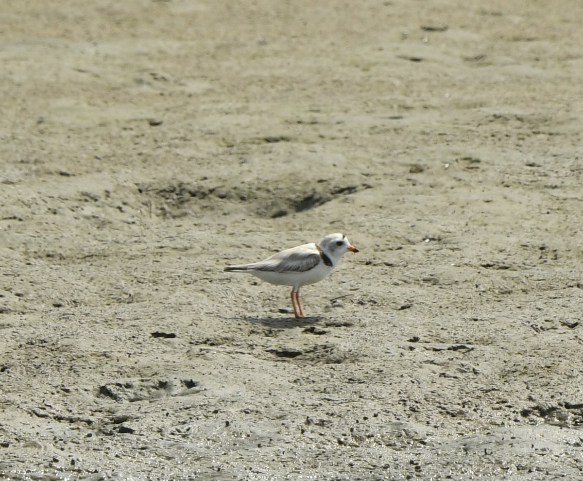 Piping Plover - ML620526869