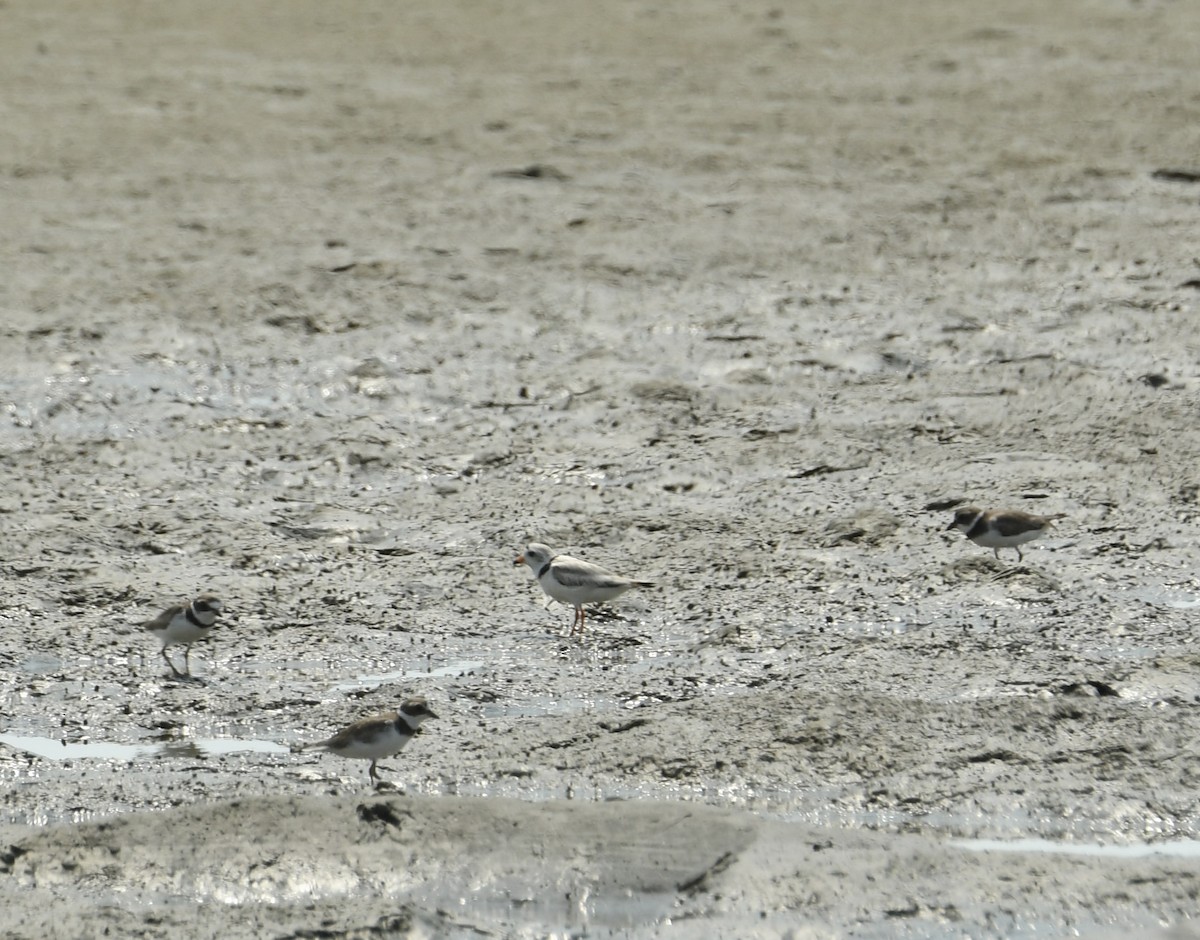 Piping Plover - ML620526870