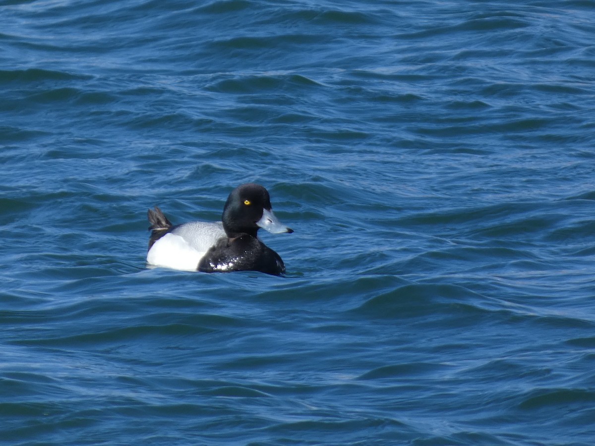 Greater Scaup - ML620526872