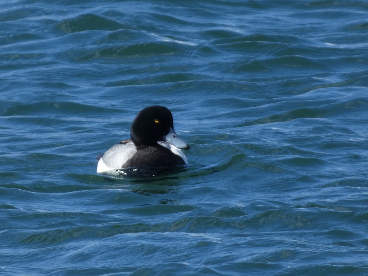 Greater Scaup - ML620526876